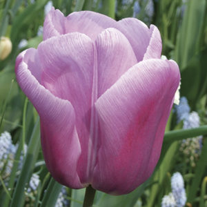TULIPE SIMPLE TARDIVE VIOLET BEAUTY
