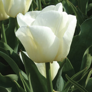 TULIPE TRIOMPHE CALGARY