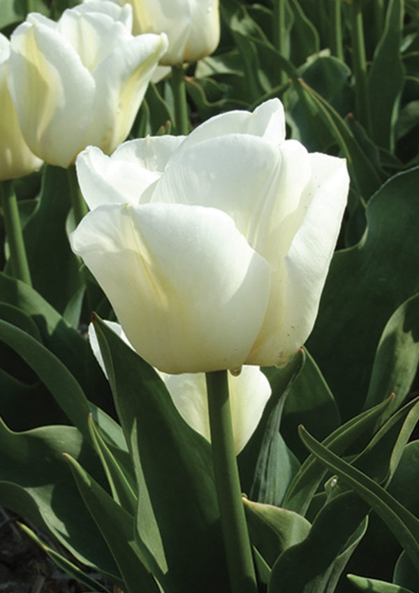 TULIPE TRIOMPHE CALGARY