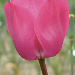 TULIPE TRIOMPHE DON QUICHOTTE