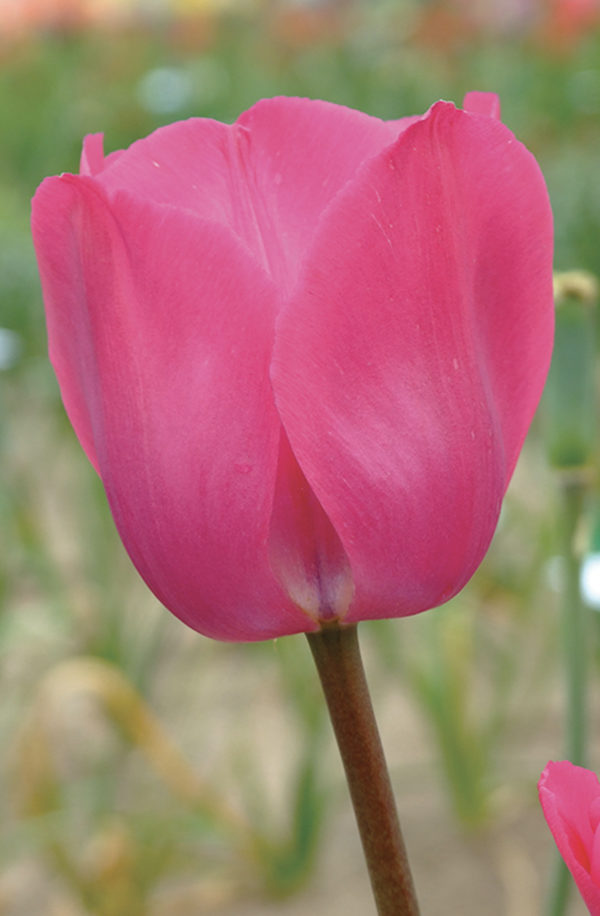 TULIPE TRIOMPHE DON QUICHOTTE