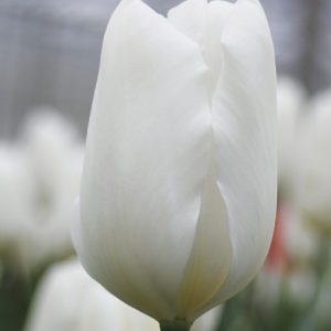 TULIPE TRIOMPHE WHITE FLAG