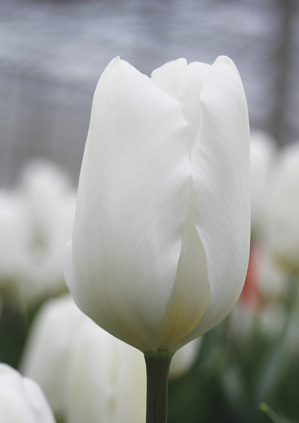 TULIPE TRIOMPHE WHITE FLAG