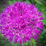 bulbe allium