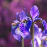 bulbe iris