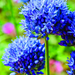 allium