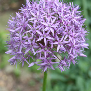 ALLIUM CHRISTOPHII