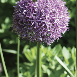 ALLIUM GIGANTEUM