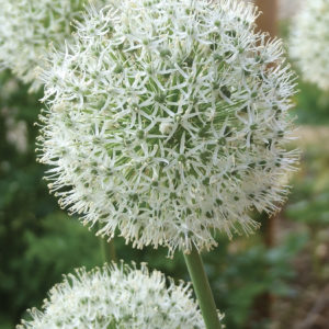 ALLIUM GIGANTEUM MOUNT EVEREST