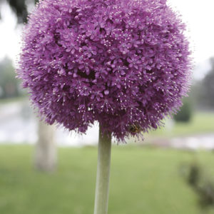 ALLIUM GLADIATOR