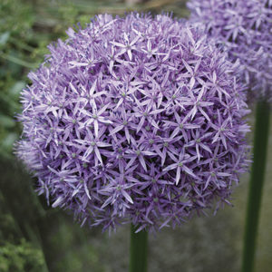 ALLIUM GLOBEMASTER