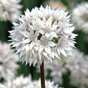 ALLIUM GRACEFUL