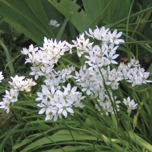 ALLIUM NEAPOLITANUM