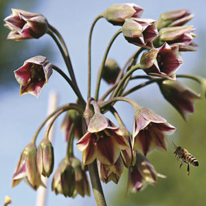 ALLIUM NECTAROSCORDUM