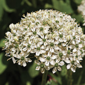 ALLIUM NIGRUM