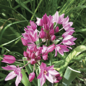 ALLIUM OREOPHILUM