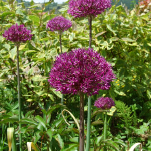ALLIUM PURPLE SENSATION