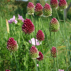 ALLIUM SPHAEROCEPHALON