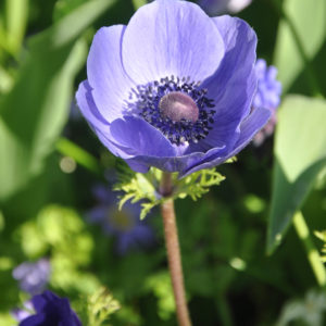 ANEMONE DE CAEN MR.FOKKER