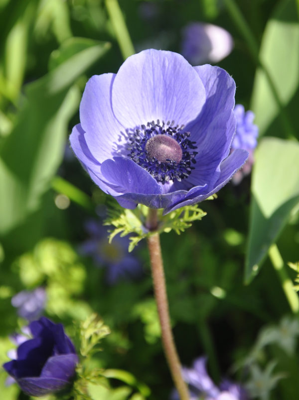 ANEMONE DE CAEN MR.FOKKER