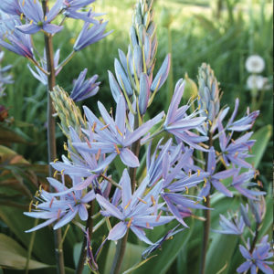 CAMASSIA CUSICKII