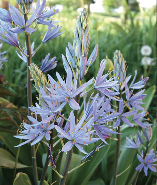 CAMASSIA CUSICKII