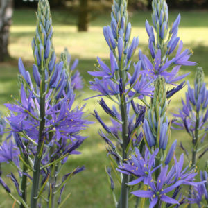 CAMASSIA LEICHTLINII CAERULEA