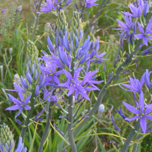 CAMASSIA QUAMASH