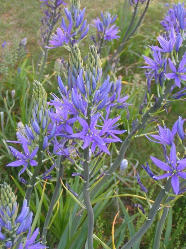 CAMASSIA QUAMASH