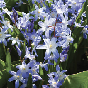 CHIONODOXA LUCILIAE