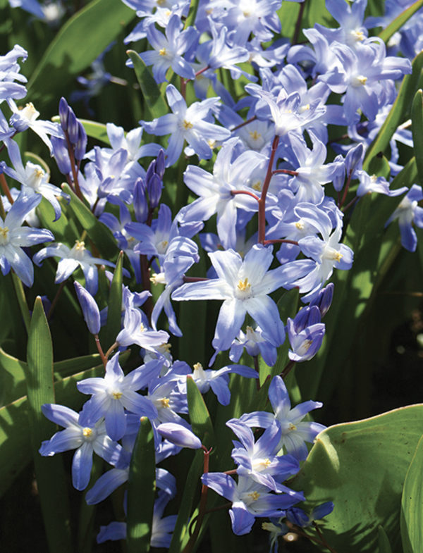 CHIONODOXA LUCILIAE