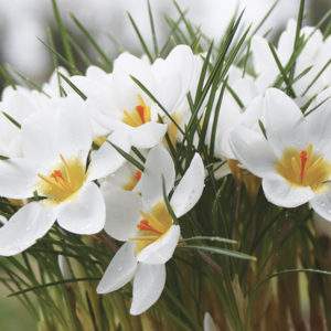 CROCUS CHRYSANTHUS ARD SCHENK