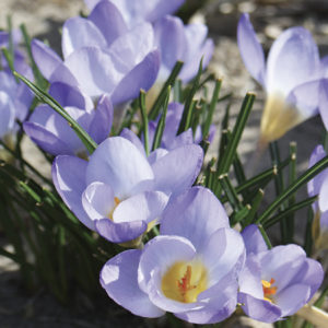 CROCUS CHRYSANTHUS BLUE PEARL