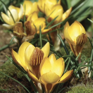 CROCUS CHRYSANTHUS FUSCOTINCTUS