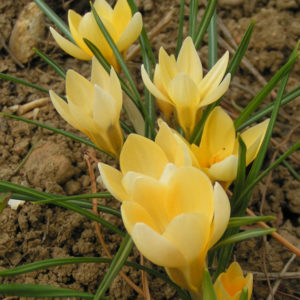 Planter des bulbes - Crocus et Colchiques - NOVA-FLORE