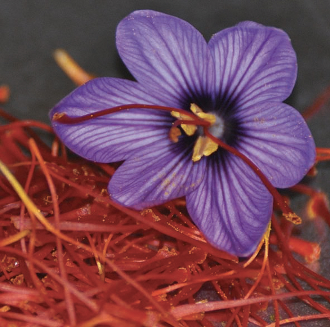 Crocus Sativus à Safran - NOVA-FLORE