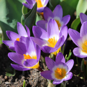 CROCUS SIEBERI TRICOLOR