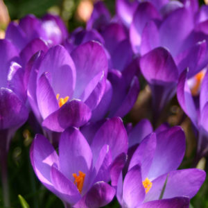 CROCUS TOMMASINIANUS RUBY GIANT