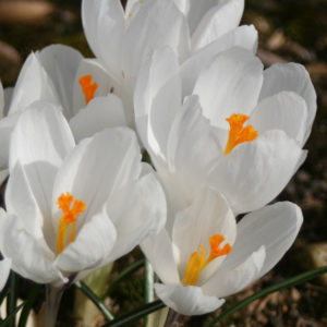 CROCUS VERNUS JEANNE D'ARC