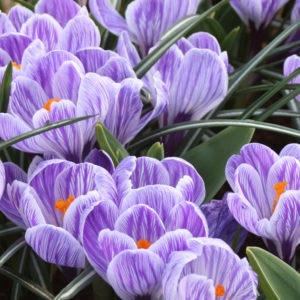 CROCUS VERNUS ROI DES STRIES
