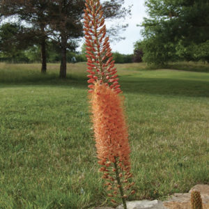 EREMURUS CLEOPATRA ISABELLINUS