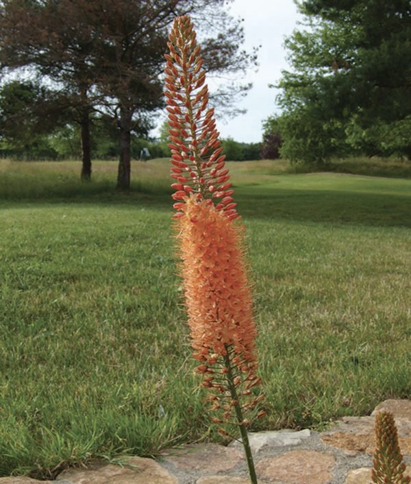 EREMURUS CLEOPATRA ISABELLINUS