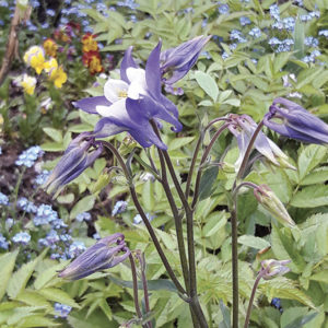 ERYTHRONIUM DENS-CANIS