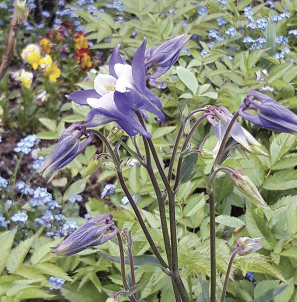 ERYTHRONIUM DENS-CANIS