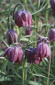 FRITILLAIRE MELEAGRIS