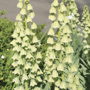 FRITILLAIRE PERSICA IVORY BELLS