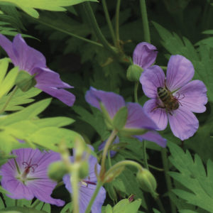 GERANIUM TUBEROSUM TUBEROSUM