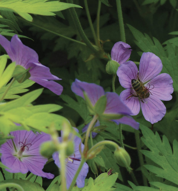 GERANIUM TUBEROSUM TUBEROSUM