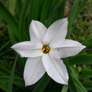 IPHEION UNIFLORUM