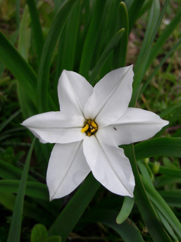 IPHEION UNIFLORUM